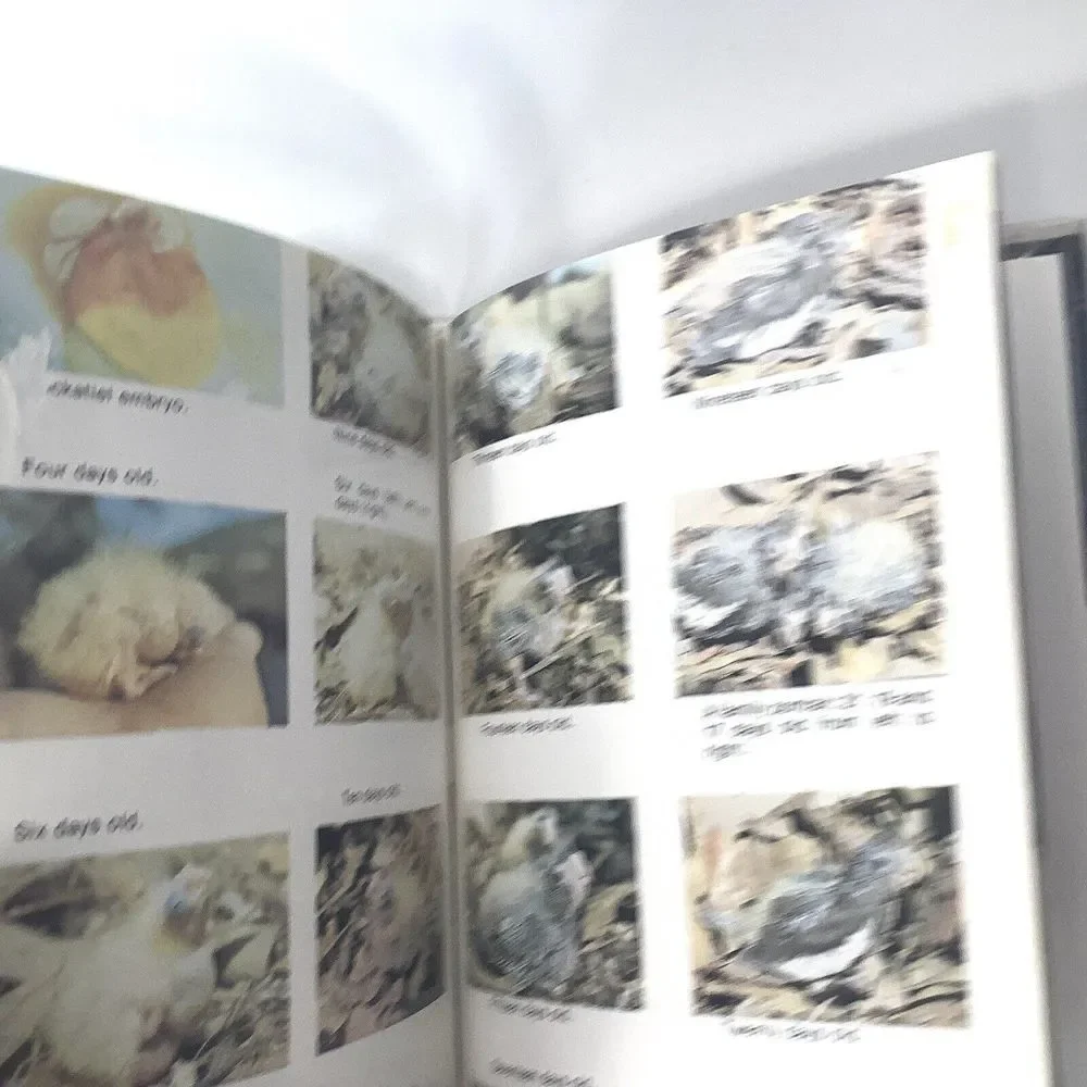 Lot of 2 All about cockatiels and A Step by Step book about‎ Cockatiels A Barrie